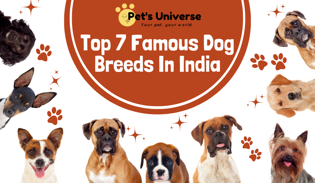 Top 7 Famous Dog Breeds In India