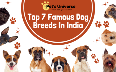 Top 7 Famous Dog Breeds In India