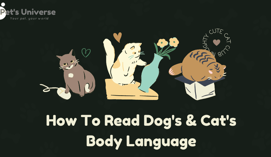 How To Read Dog's & Cat's Body Language