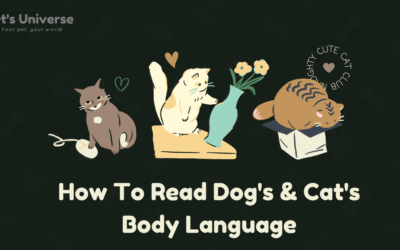 How To Read Dog’s & Cat’s Body Language