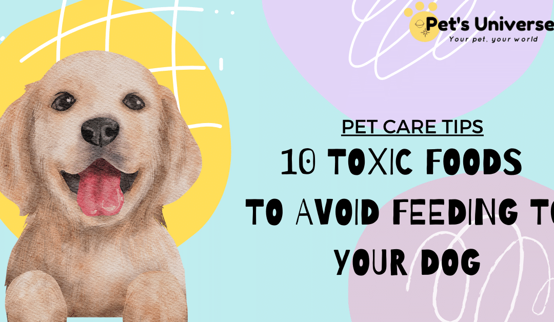 10 Toxic foods to avoid feeding to your dog