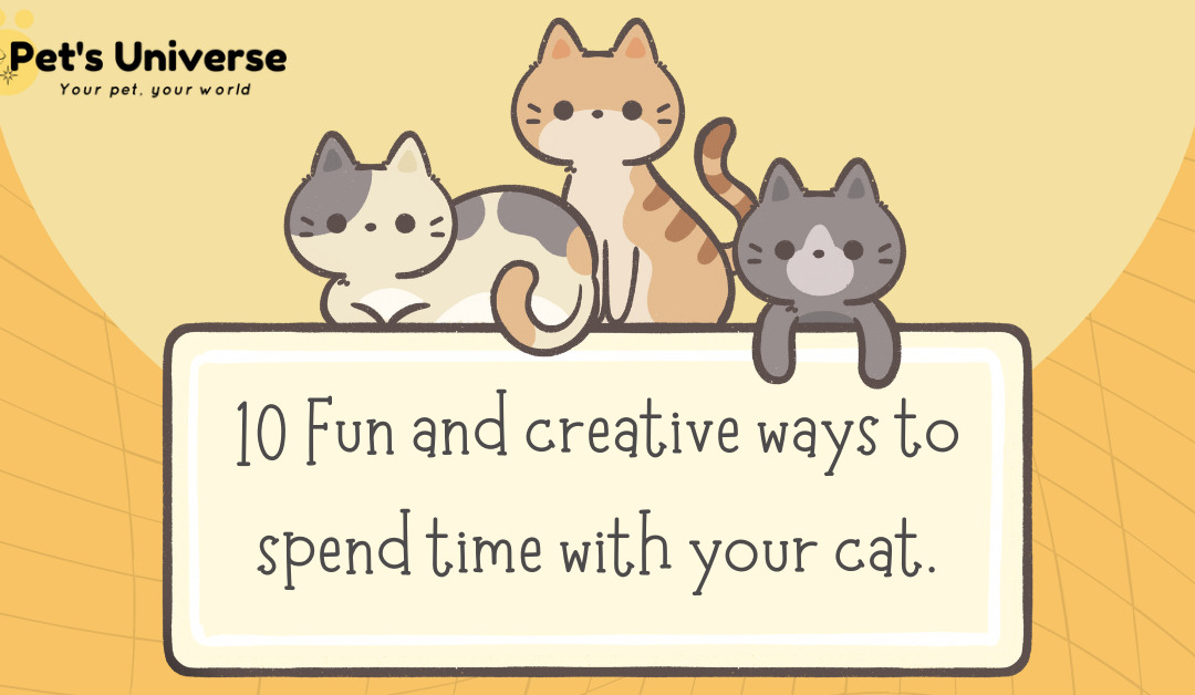 10 Fun and creative ways to spend time with your cat