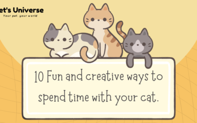 10 Fun and creative ways to spend time with your cat