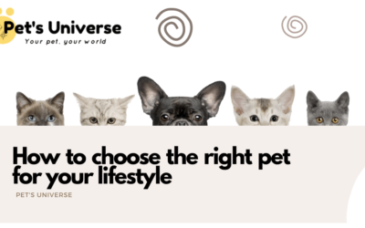 How to choose the right pet for your lifestyle