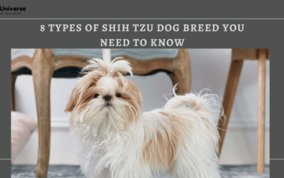 8 Types Of Shih Tzu Dog Breed You Need To Know