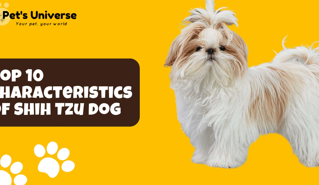 Top 10 Characteristics of Shih Tzu dog