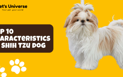 Top 10 Characteristics of Shih Tzu dog