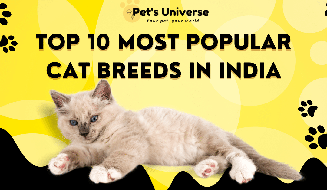 Top 10 Most Popular Cat Breeds in India