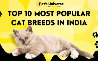 Top 10 Most Popular Cat Breeds in India