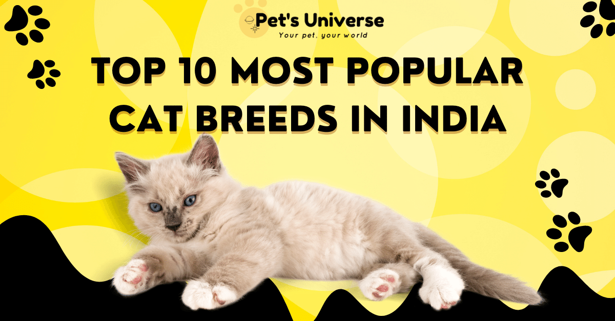 Top 10 Most Popular Cat Breeds in India - Pet's Universe - Your go-to ...