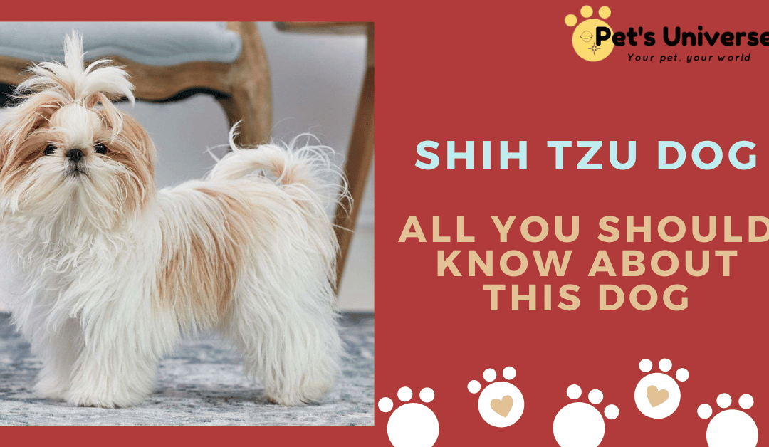 Shih Tzu Dog – All you should know about this dog by Pet’s Universe