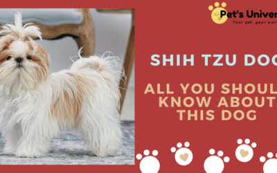 Shih Tzu Dog – All you should know about this dog by Pet’s Universe