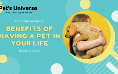 Benefits of having a pet in your life