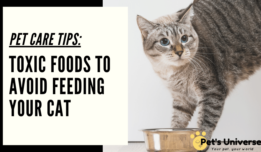 pet care tips: toxic foods to avoid feeding your cat