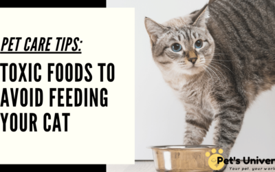 Pet Care Tips: Toxic Foods to Avoid Feeding Your Cat