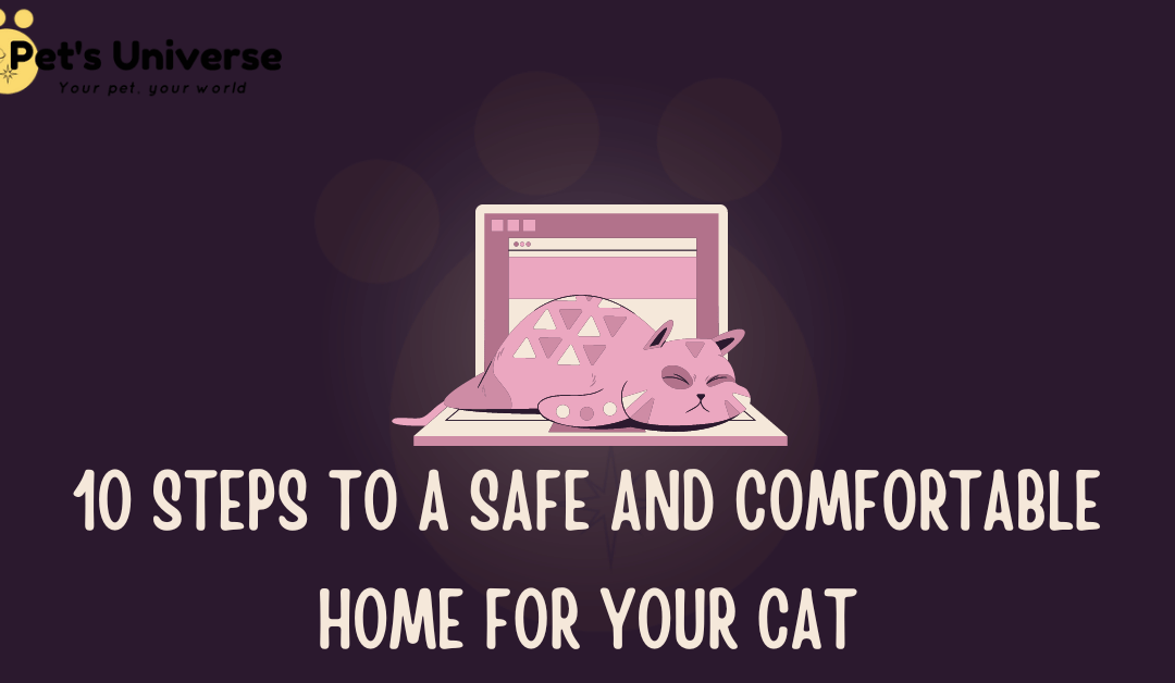 10 Steps to a Safe and Comfortable Home for Your Cat