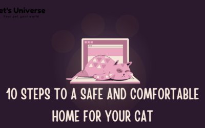 10 Steps to a Safe and Comfortable Home for Your Cat