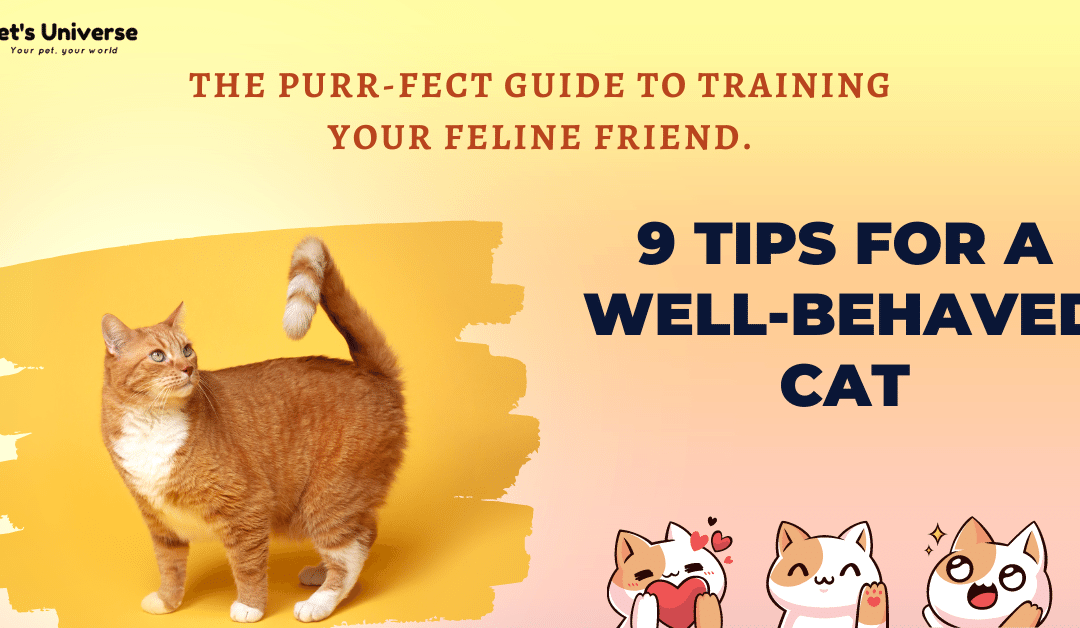 The Purr-fect Guide to Training Your Feline Friend: 9 Tips for a Well-Behaved Cat