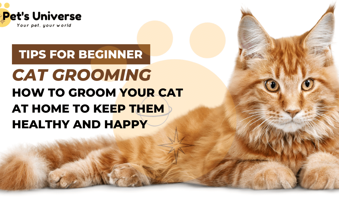 How to Groom Your Cat at Home to Keep Them Healthy and Happy