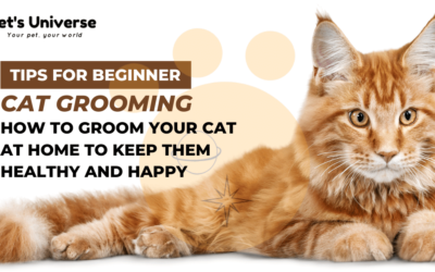 How to Groom Your Cat at Home to Keep Them Healthy and Happy