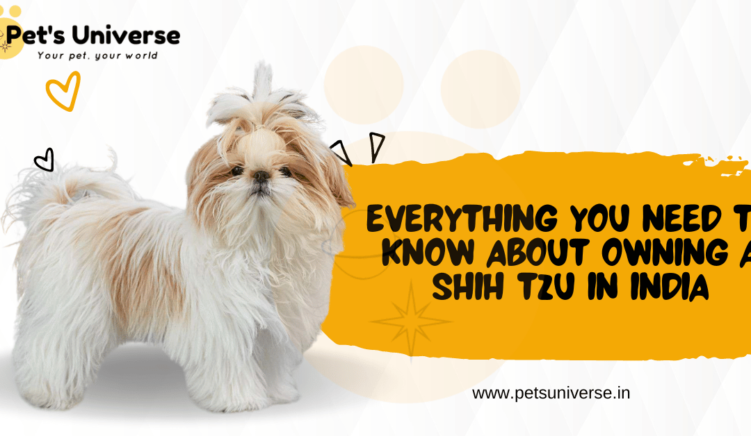 Everything You Need to Know About Owning a Shih Tzu in India