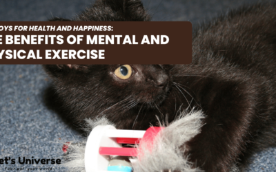 Cat Toys for Health and Happiness: The Benefits of Mental and Physical Exercise