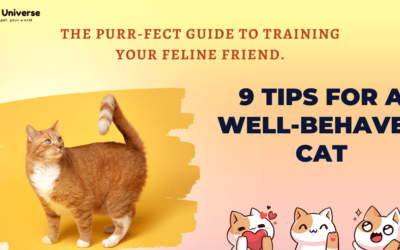 The Purr-fect Guide to Training Your Feline Friend: 9 Tips for a Well-Behaved Cat