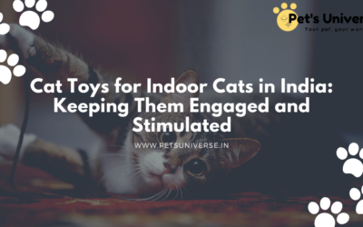 Cat Toys for Indoor Cats in India: Keeping Them Engaged and Stimulated