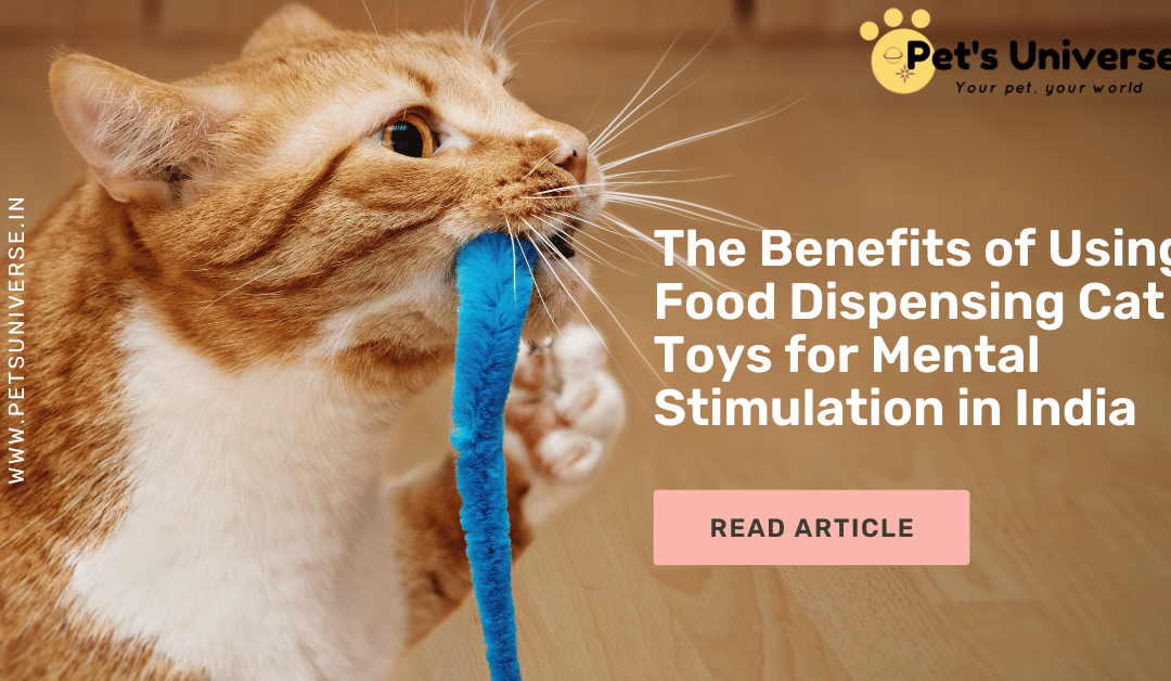 The Benefits of Using Food Dispensing Cat Toys for Mental Stimulation in India