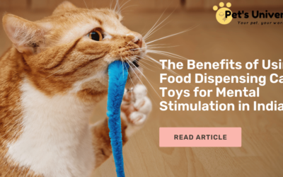 The Benefits of Using Food Dispensing Cat Toys for Mental Stimulation in India