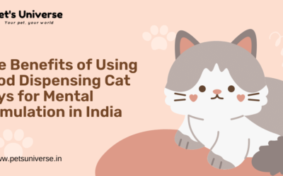 The Importance of Providing Mental and Physical Exercise for Cats in India