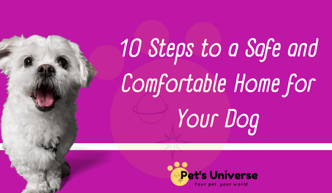 10 Steps to a Safe and Comfortable Home for Your Dog