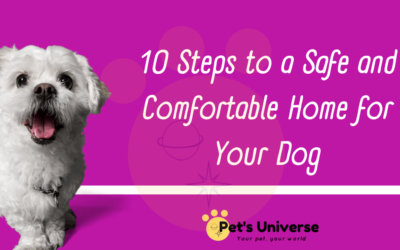 10 Steps to a Safe and Comfortable Home for Your Dog