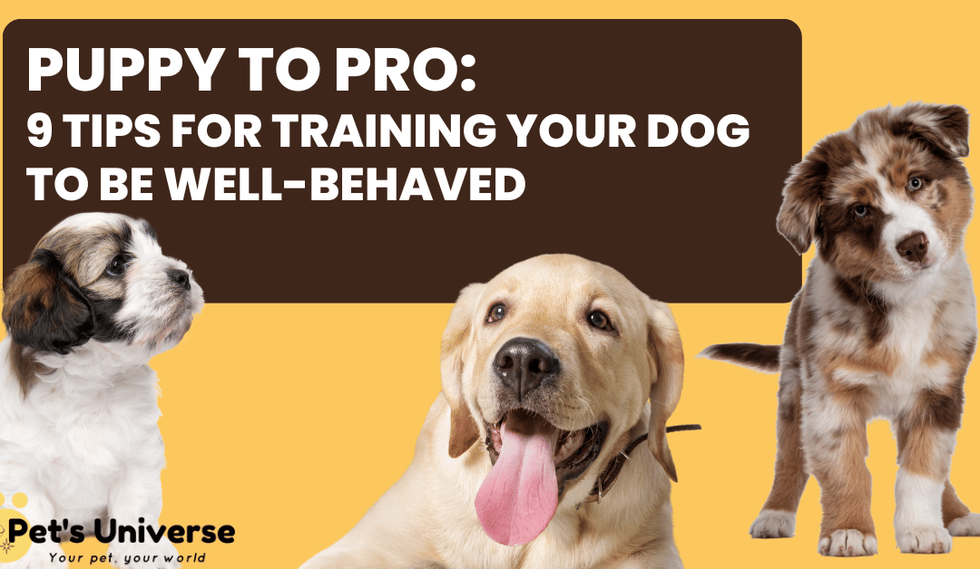 Puppy to Pro: 9 Tips for Training Your Dog to Be Well-Behaved