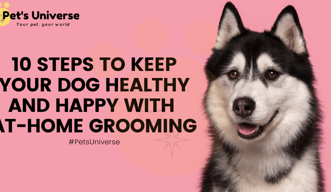 10 Steps to Keep Your Dog Healthy and Happy with At-Home Grooming