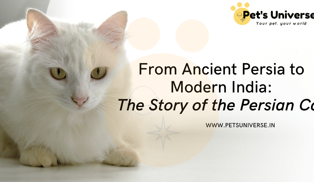 From Ancient Persia to Modern India: The Story of the Persian Cat