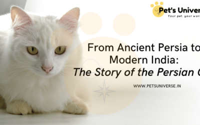 From Ancient Persia to Modern India: The Story of the Persian Cat