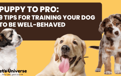 Puppy to Pro: 9 Tips for Training Your Dog to Be Well-Behaved