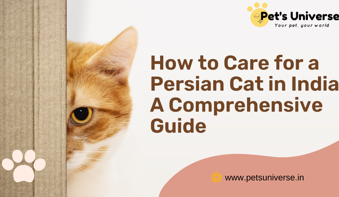 How to Care for a Persian Cat in India: A Comprehensive Guide