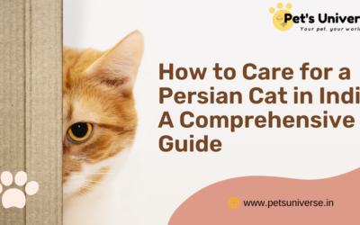 How to Care for a Persian Cat in India: A Comprehensive Guide