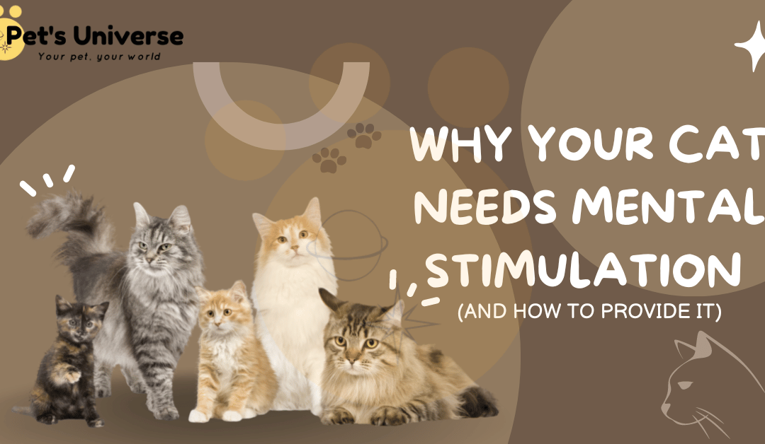 Why Your Cat Needs Mental Stimulation (And How to Provide It)