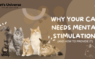 Why Your Cat Needs Mental Stimulation (And How to Provide It)