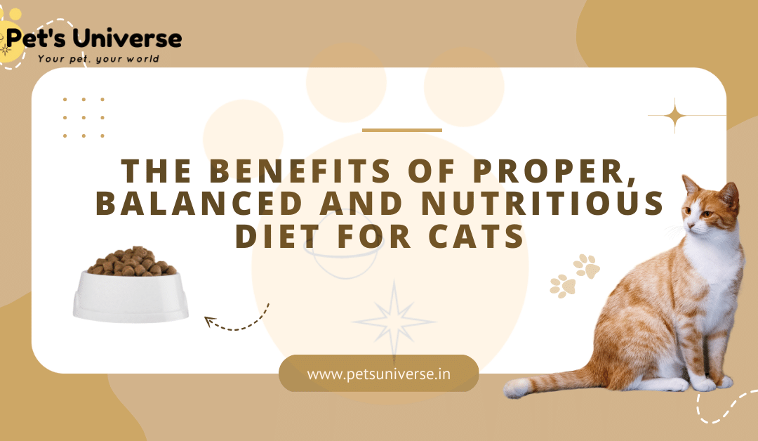 The Benefits of Proper, Balanced and Nutritious Diet for Cats