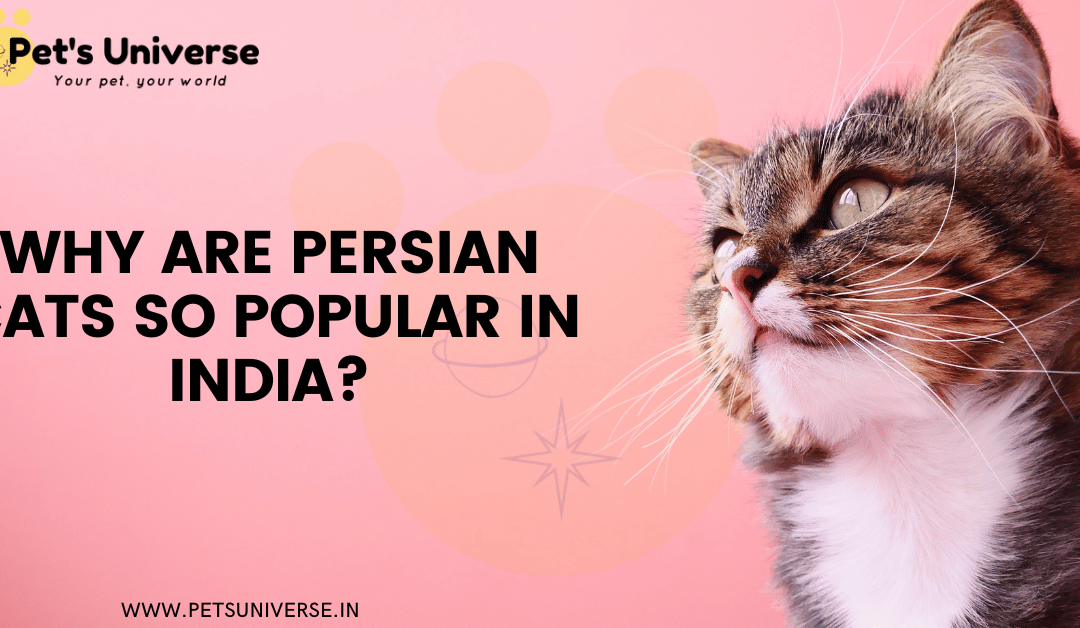 Why are Persian Cats so Popular in India? A Statistical Analysis