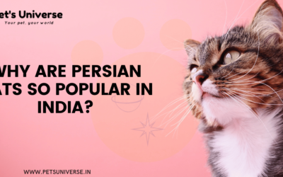 Why are Persian Cats so Popular in India? A Statistical Analysis