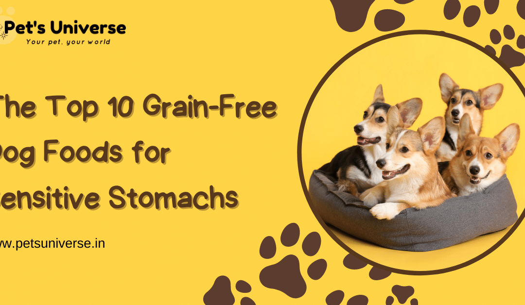 The Top 10 Grain-Free Dog Foods for Sensitive Stomachs in India