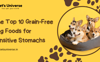 The Top 10 Grain-Free Dog Foods for Sensitive Stomachs in India