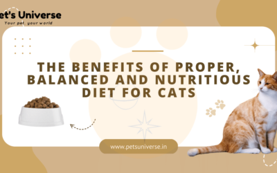 The Benefits of Proper, Balanced and Nutritious Diet for Cats