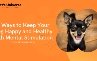 8 Ways to Keep Your Dog Happy and Healthy with Mental Stimulation