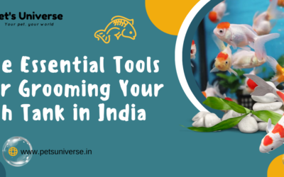 The Essential Tools for Grooming Your Fish Tank in India